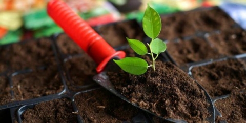 Šta je treset, njegove prednosti i štete za vrt